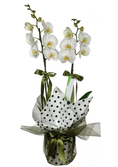 ift Dall Beyaz Orkide  Elaz hediye iek yolla 