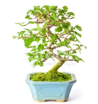S zerkova bonsai ksa sreliine  Elaz 14 ubat sevgililer gn iek 