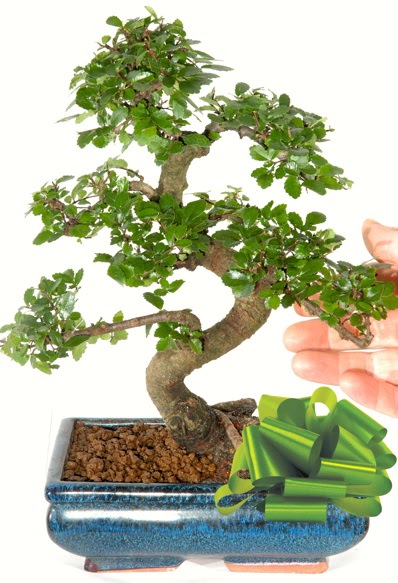 Yaklak 25 cm boyutlarnda S bonsai  Elaz iek yolla , iek gnder , ieki  