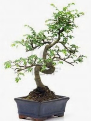 S gvde bonsai minyatr aa japon aac  Elaz iek maazas , ieki adresleri 