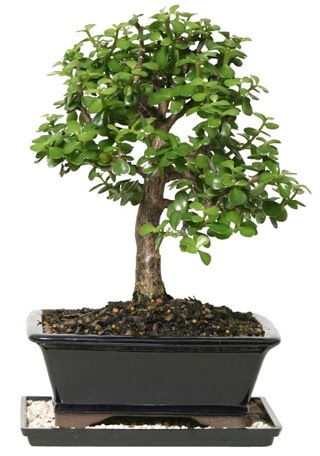 15 cm civar Zerkova bonsai bitkisi  Elaz iek yolla , iek gnder , ieki  
