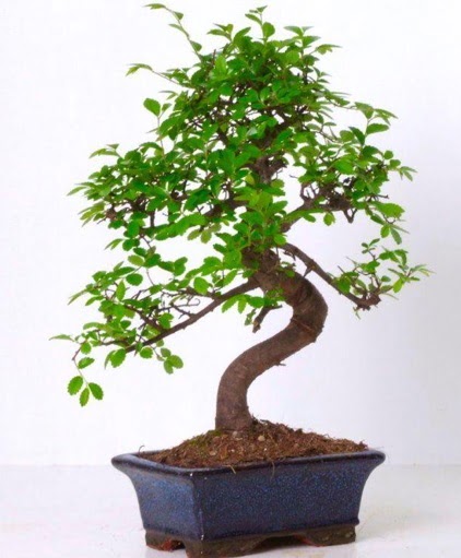 S gvdeli bonsai minyatr aa japon aac  Elaz anneler gn iek yolla 