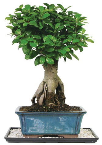 Bonsai Ginsing Grafted Ficus Bonsai  Elaz hediye sevgilime hediye iek 