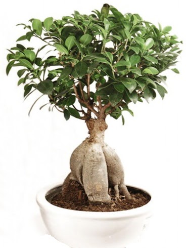 Ginseng bonsai japon aac ficus ginseng  Elaz 14 ubat sevgililer gn iek 