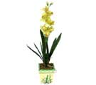 Özel Yapay Orkide Sari  Elazığ uluslararası çiçek gönderme 