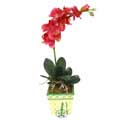 Yapay Phalonepsis Pembe   Elazığ online çiçek gönderme sipariş 