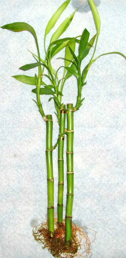 Lucky Bamboo 3 adet vazo hediye edilir   Elaz iek sat 