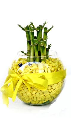 cam fanus içerisinde bambo  Elazığ İnternetten çiçek siparişi 