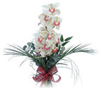  Elazığ çiçek yolla , çiçek gönder , çiçekçi   Dal orkide ithal iyi kalite