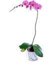  Elazığ çiçek , çiçekçi , çiçekçilik  Orkide ithal kaliteli orkide 