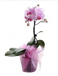 1 dal pembe orkide saksı çiçeği  Elazığ çiçek siparişi vermek 