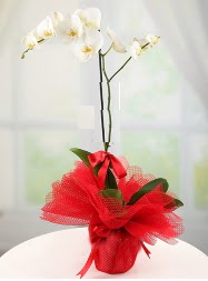 1 dal beyaz orkide saksı çiçeği  Elazığ cicek , cicekci 