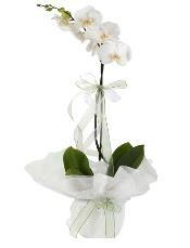 1 dal beyaz orkide çiçeği  Elazığ çiçek gönderme 
