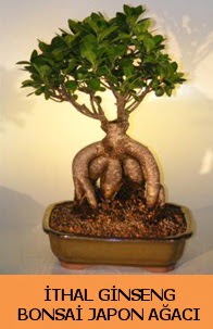 İthal japon ağacı ginseng bonsai satışı  Elazığ 14 şubat sevgililer günü çiçek 