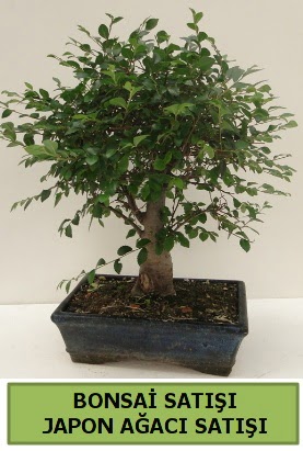 Minyatür bonsai japon ağacı satışı  Elazığ anneler günü çiçek yolla 