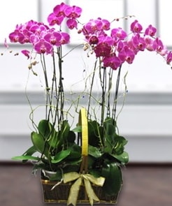 7 dallı mor lila orkide  Elazığ anneler günü çiçek yolla 