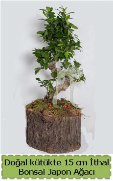 Doğal kütükte İthal bonsai japon ağacı  Elazığ çiçek online çiçek siparişi 