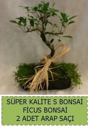 Ficus S Bonsai ve arap saçı  Elazığ çiçek servisi , çiçekçi adresleri 