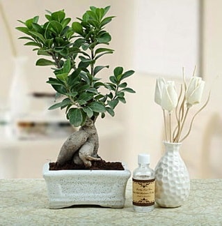 Ginseng ficus bonsai  Elazığ çiçek gönderme sitemiz güvenlidir 