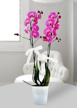 Çift dallı mor orkide  Elazığ çiçek gönderme sitemiz güvenlidir 